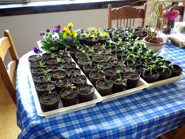 Dining room table full crop April 2024.jpg