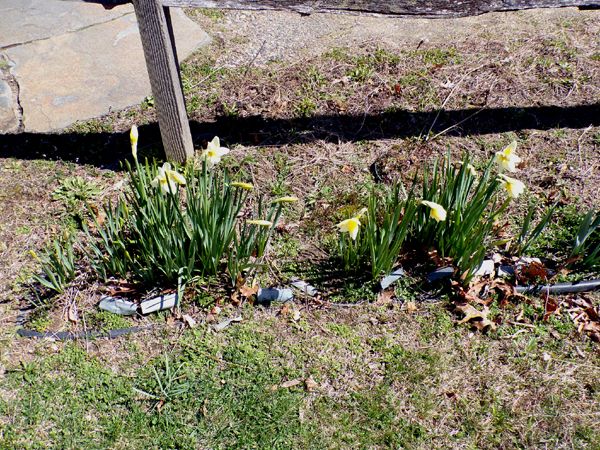 First Fence - daffs open crop March 2024.jpg