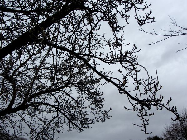 Buds on magnolia crop Nov 2024.jpg