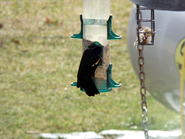 Redwing at feeders1 crop March 2024.jpg