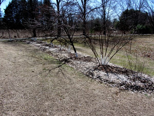 Little trees crop March 2025.jpg