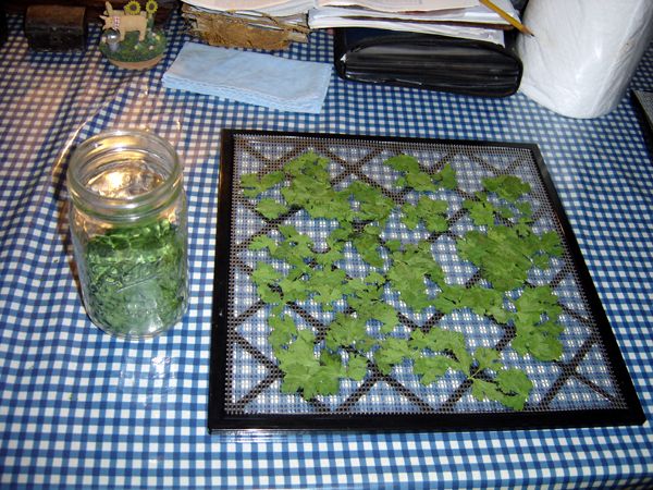 Parsley - half qt dried crop Oct 2025.jpg