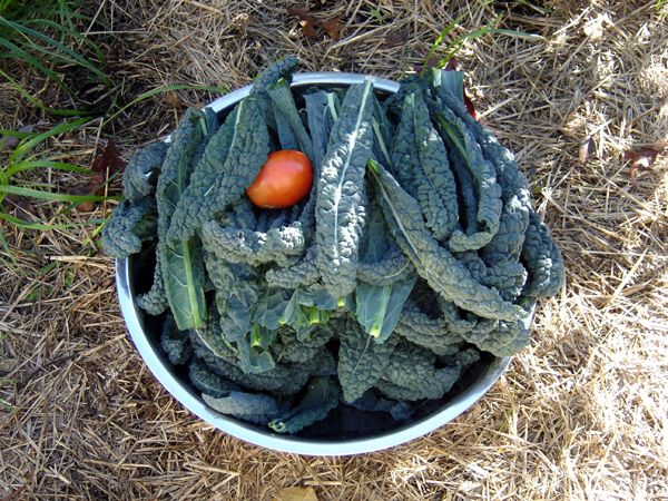 Kale for freezer crop Oct 2025.jpg