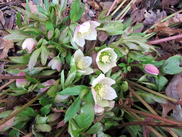 New Noprth - hellebore flowers crop March 2025.jpg