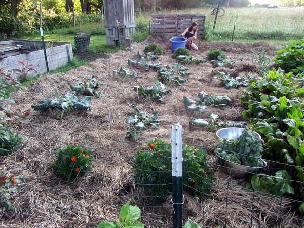 Small garden - brocolli after cutting crop July 2025.jpg