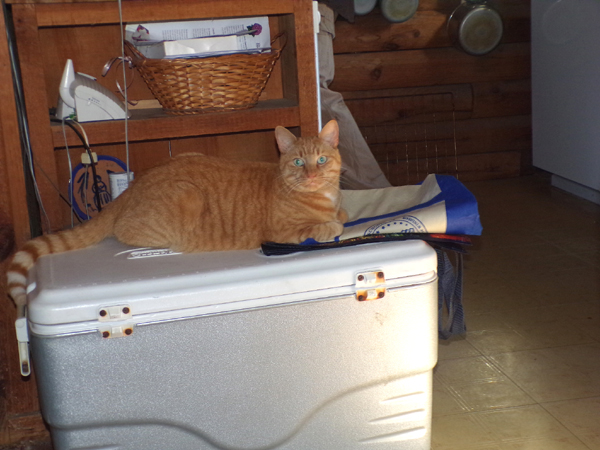 Thanksgiving - Orange supervising crop Nov. 2022.jpg