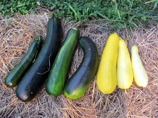 Harvest - zucchini and summer crop August 2025.jpg