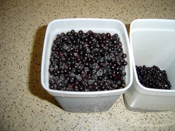 Elderberries - 1st qt crop Oct 2025.jpg