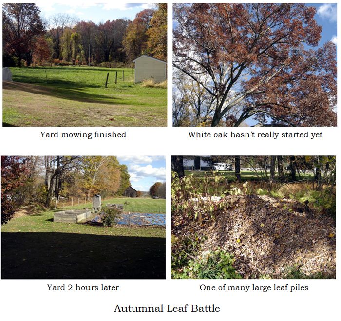 Yard mowed collage text crop Oct 2025.jpg