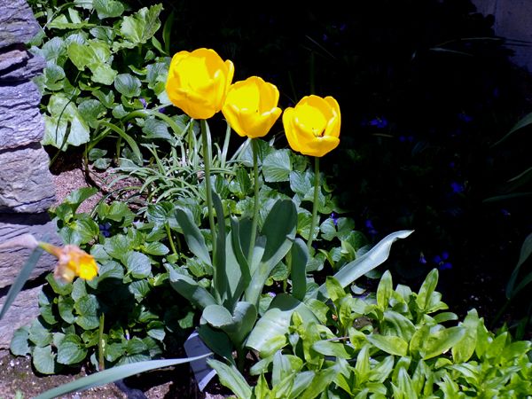 New West - yellow tulips crop April 2024.jpg