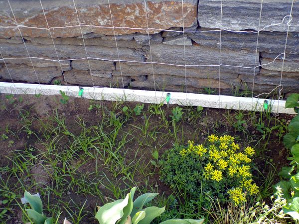 South - sweet peas up crop May 2024.jpg