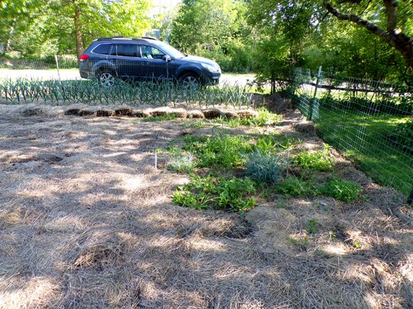 Big garden - weeding left crop May 2023.jpg