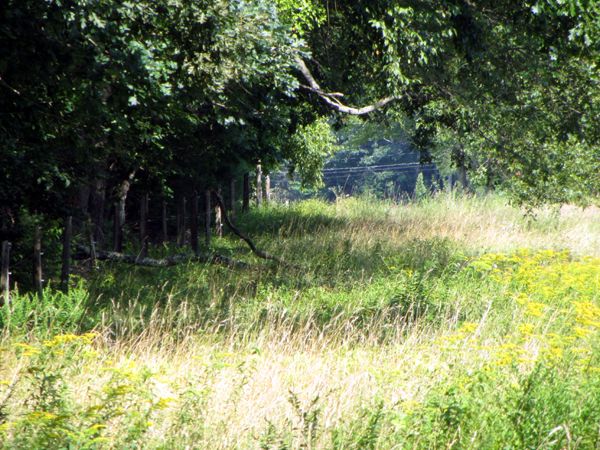 Back 40 - north side downed tree crop August 2025.jpg
