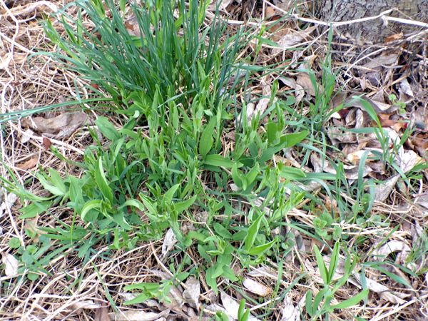 Crabapple - perennial sweet peas crop April 2023.jpg