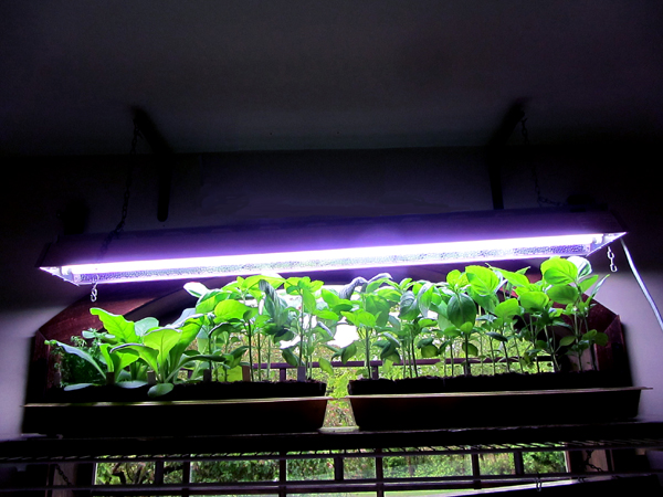 Roundtop - basil crop May 2025.jpg