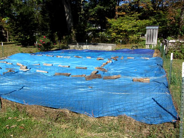 Small garden - tarps on crop Oct 2025.jpg