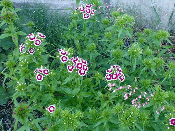 West - sweet William crop May 2024.jpg