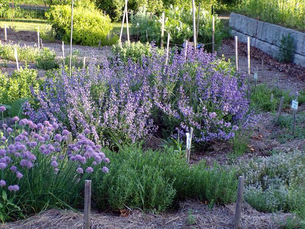 New Herb - Row 5, sage in bloom crop May 2024.jpg