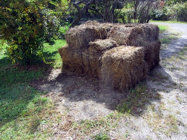 Mulch hay pile shrinking crop Sept 2025.jpg