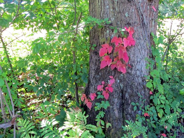 Red poison ivy crop August 2025.jpg
