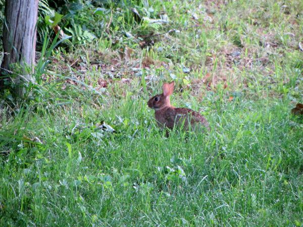 Little rabbit crop August 2025.jpg