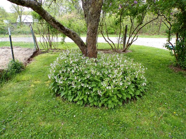 MacIntosh - comfrey crop May 2024.jpg