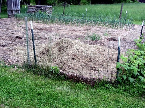 Small garden - hay mulch pile crop May 2025.jpg
