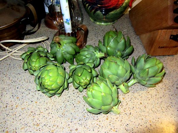 Artichoke harvest crop August 2025.jpg