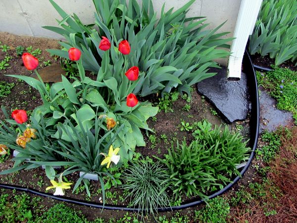 New West - tulips in rain crop April 2025.jpg