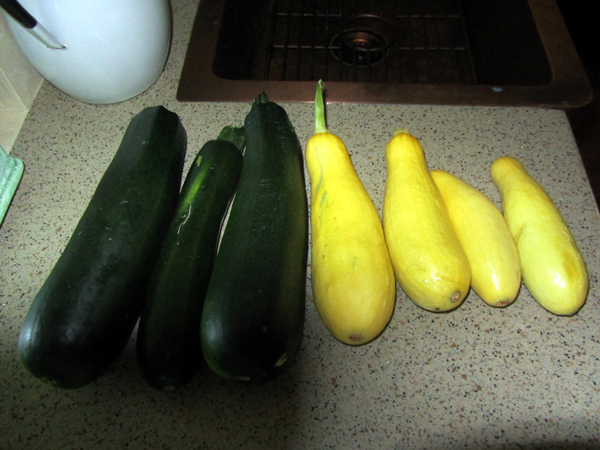 Tuesday's squash harvest crop July 2025.jpg