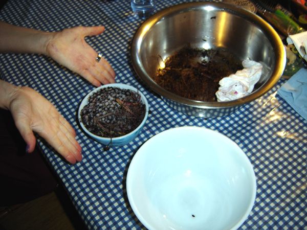 Elderberries - picking out sticks crop Oct 2025.jpg