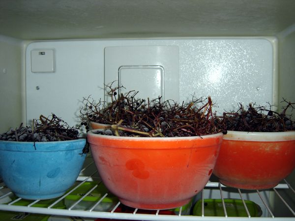 Elderberries - keeping them frozen crop Oct 2025.jpg