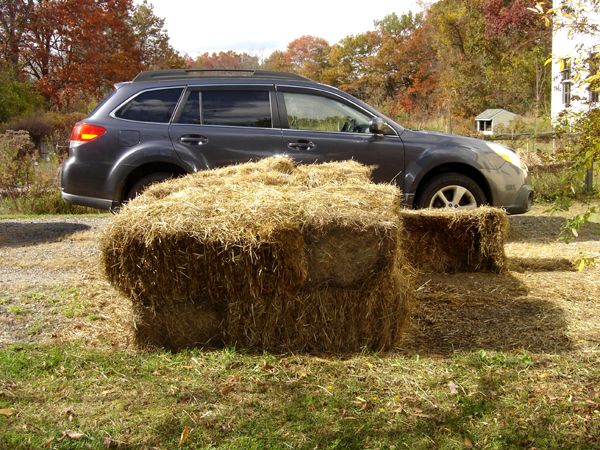 Mulch pile - 15 left crop Oct 2025.jpg