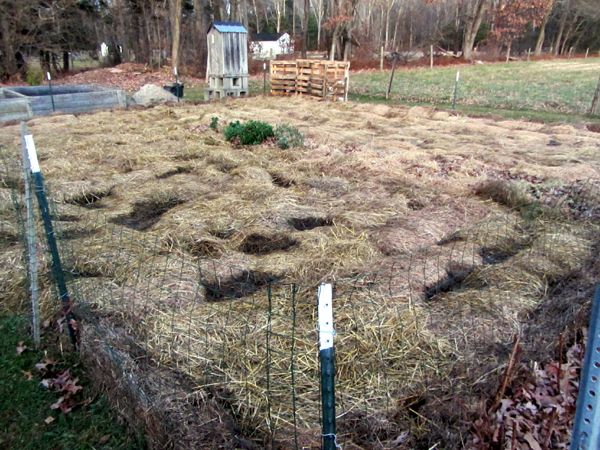 Small garden - tarps off crop Nov 2024.jpg