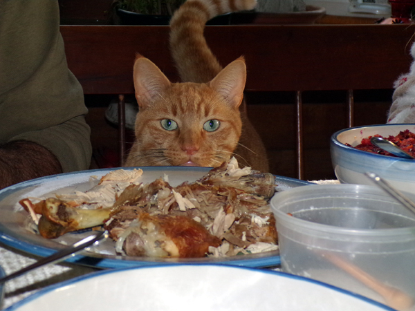 Thanksgiving - Orange at table2 crop Nov. 2022.jpg