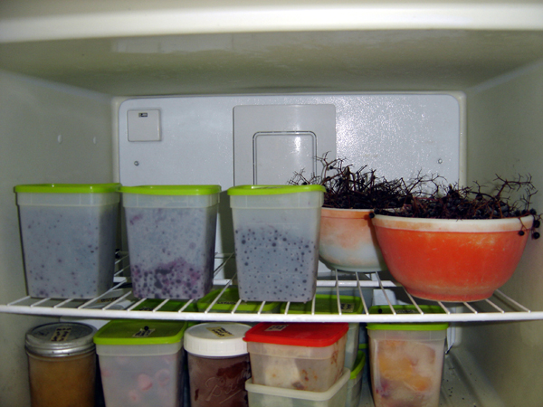 Elderberries - how far we got crop Oct 2025.jpg