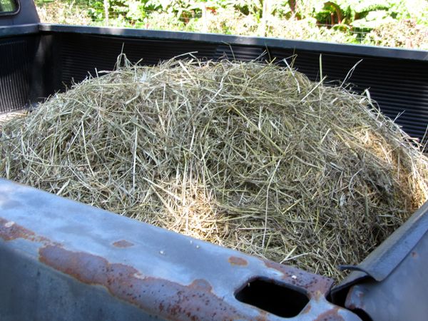 Truckload mulch hay crop August 2025.jpg