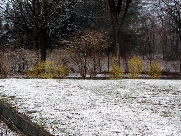 Little trees - forsythias in snow crop April 2025.jpg