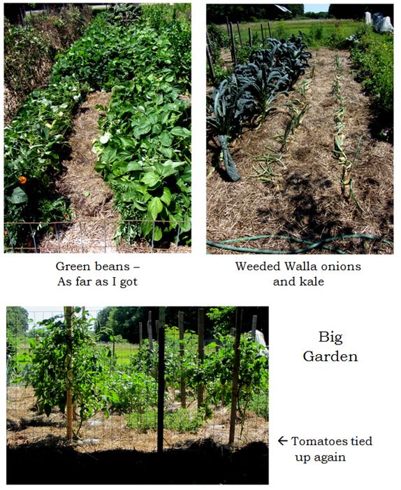 Big garden - cleanout collage text crop August 2025.jpg