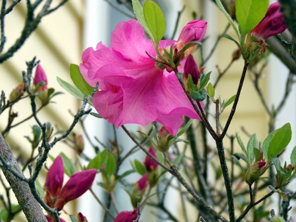 Azalea - 1st flower crop May 2024.jpg