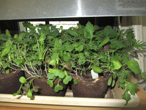 Mesclun crop March 2025.jpg