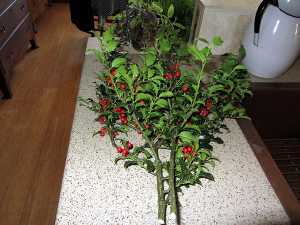 Holly from Corky crop Nov 2024.jpg