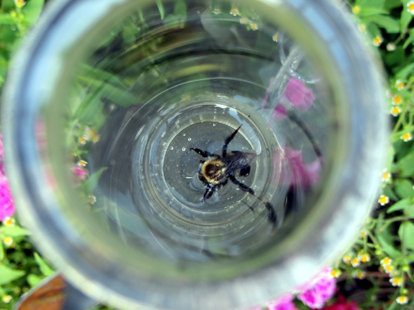 Drowned bee crop August 2025.jpg