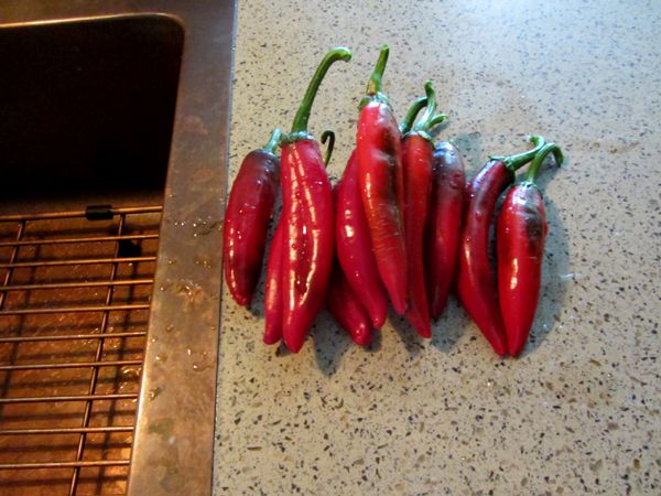 Paprikas for dehydrator crop Sept 2025.jpg