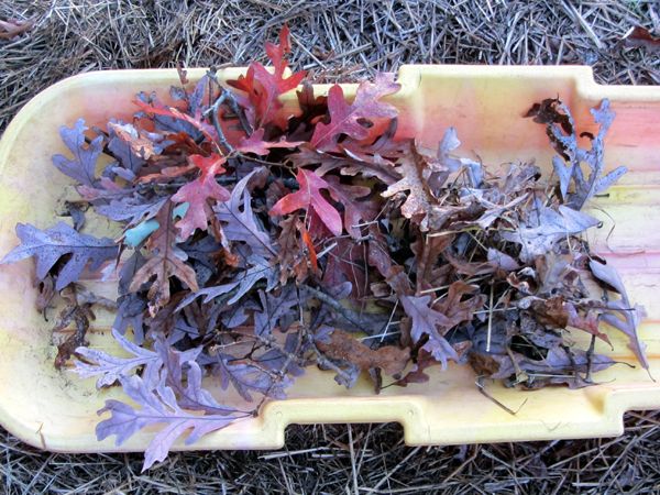 Branches from overnight crop Oct 2025.jpg