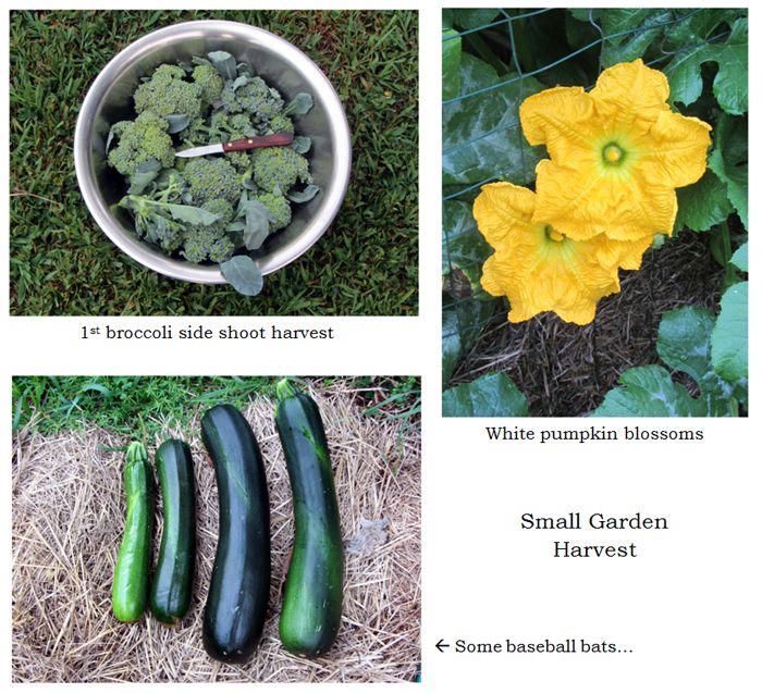 Small garden harvest collage text crop August 2025.jpg