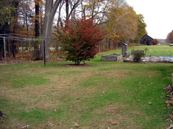 Backyard - worst of leaves up crop Oct 2025.jpg