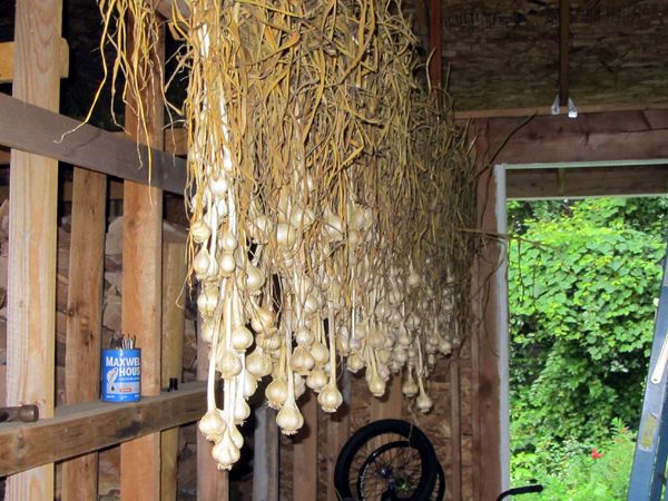 Garlic ready to process crop August 2025.jpg