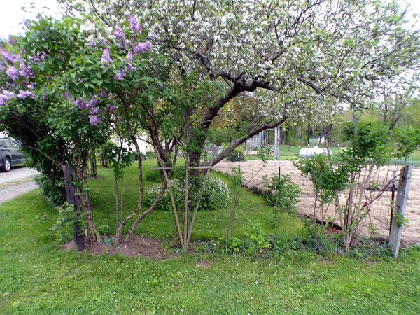Rosebed - before2 crop May 2024.jpg
