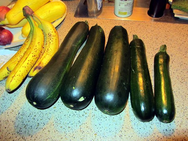 Zucchini bread future crop July 2025.jpg